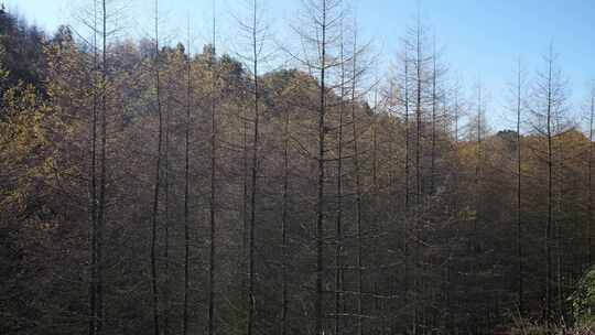 湖北恩施大山顶林区原始森林唯美风景