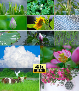 雨水下雨雨天绿色植被空镜雨后绿植花卉特写高清在线视频素材下载