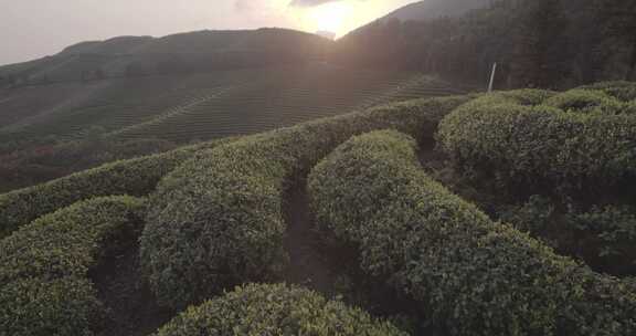 茶山 茶园 采茶