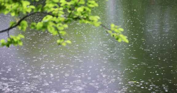 大雨雨水雨滴湖面波纹绿叶唯美意境