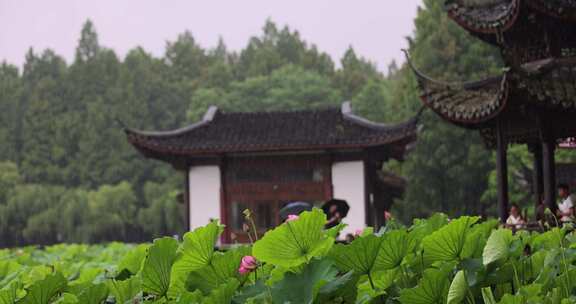 杭州西湖下雨天的荷花