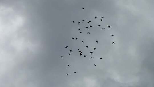 天空鸽子【120帧】阴天天空一群鸟儿飞过视频素材模板下载