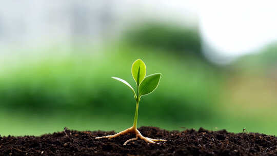 小树苗生长
