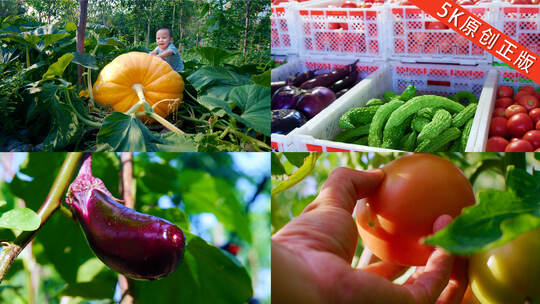 有机蔬菜 无公害蔬菜 新鲜蔬菜菜园子 菜地高清在线视频素材下载