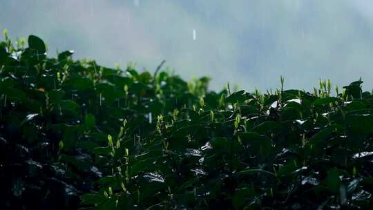 杭州春天雨季西湖龙井茶园升格空镜