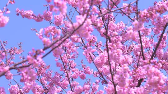 武汉大学樱花盛开蜜蜂采蜜特写