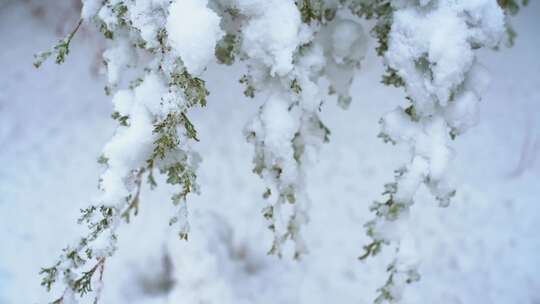 树枝上雪的特写镜头