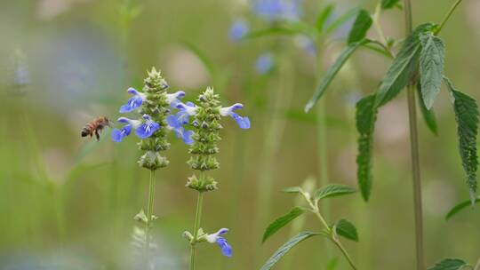 慢镜头特写蜜蜂在鼠尾草花上采蜜