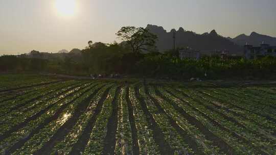 农民菜地淋菜青菜蔬菜种植浇水