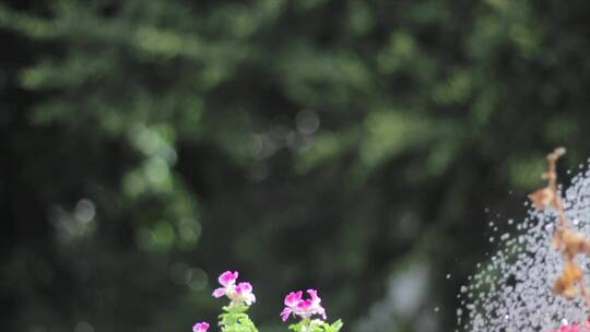 给花朵浇水特写水洒水漏