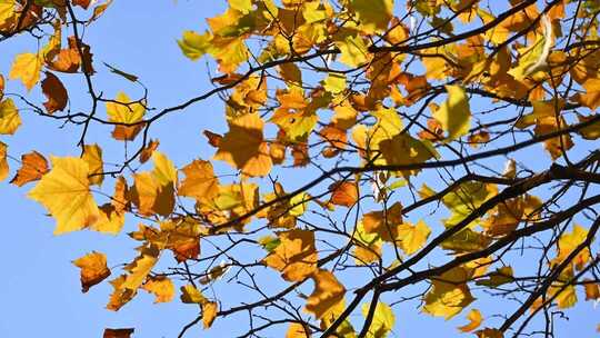 深秋枝头的黄叶