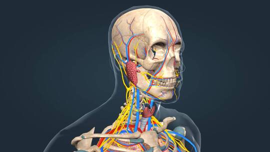 医学人体三维骨骼动画运动系统人骨骨架