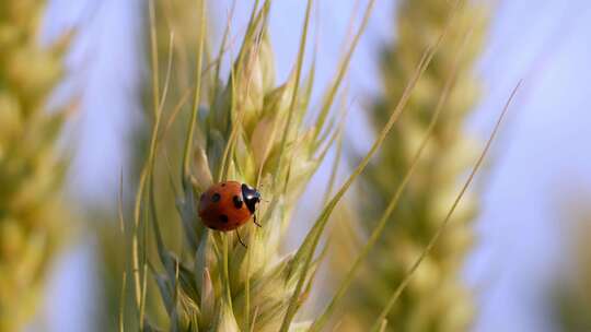 麦穗小麦小满瓢虫昆虫自然风景农业