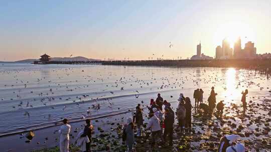 海边日落时人们喂食海鸥的场景