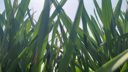 春天植物发芽小清新麦苗