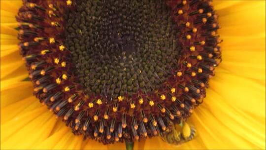 蜜蜂趴在向日葵上采蜜特写视频素材模板下载
