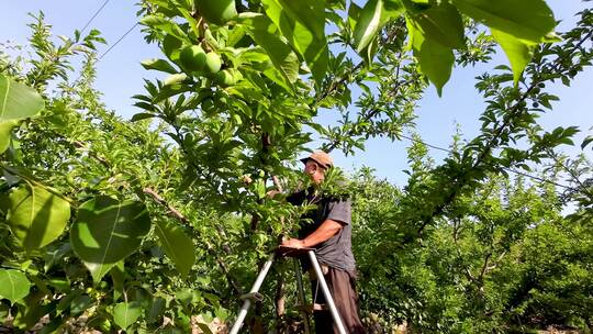 农民在果园中干活  给果实疏果视频素材模板下载