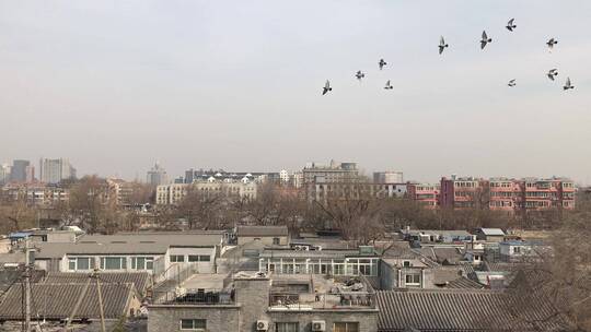 北京胡同屋顶鸽子飞过