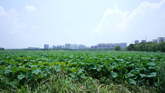 武汉南湖幸福湾水上公园