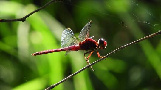红蜻蜓栖息在小枝上的微距镜头