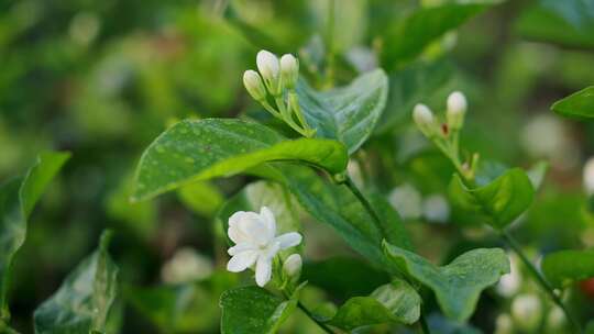 唯美茉莉花与茉莉花茶制作福州茉莉花种植园