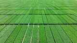 航拍春天绿色小麦田,科研用地高标准农田高清在线视频素材下载