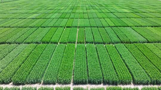 航拍春天绿色小麦田,科研用地高标准农田