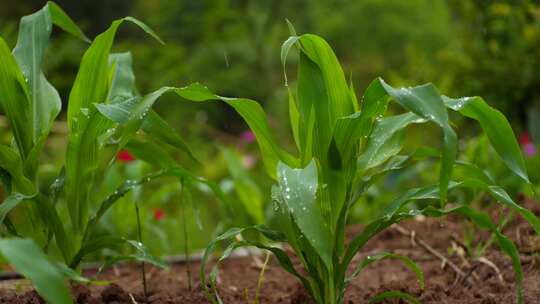 雨中玉米苗