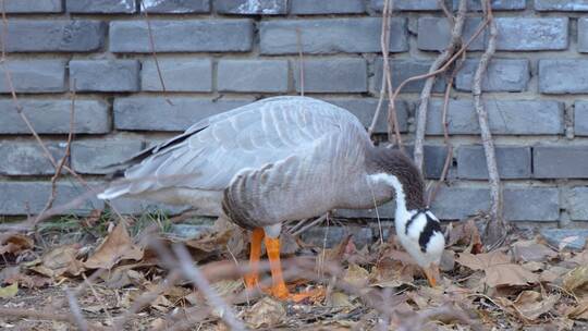 斑头雁鸭子在公园地面寻找食物