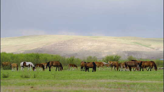 内蒙古呼伦贝尔大草原牛群马群放牧实拍视频