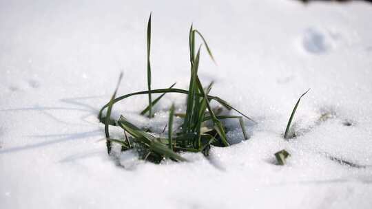 冬天小麦植物与雪覆盖农民的田地的电影镜头