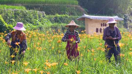 美丽乡村振兴采摘黄花菜种植基地丰收喜悦