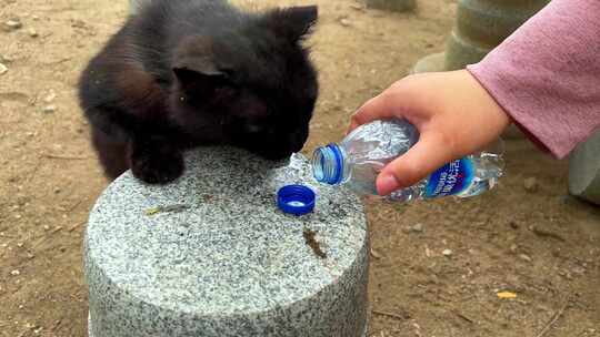 流浪猫喝水给猫喂水爱心救助