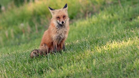 草坪上的红狐狸