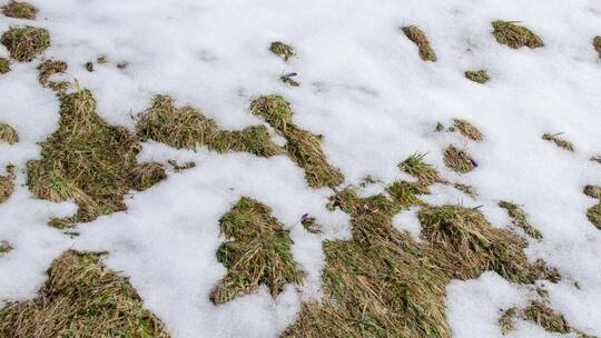 融雪的延时镜头冰雪消融融化积雪融化春暖花