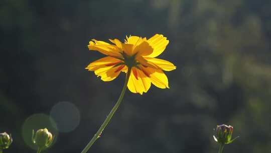 花花草草视频素材模板下载