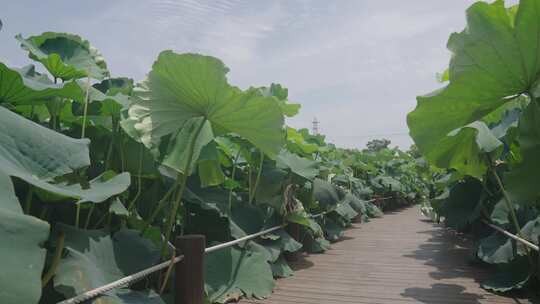 荷花 荷叶 荷花池视频素材模板下载