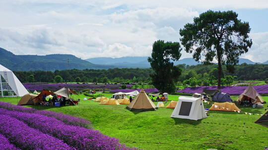 紫色马鞭草花海和草地上的帐篷露营