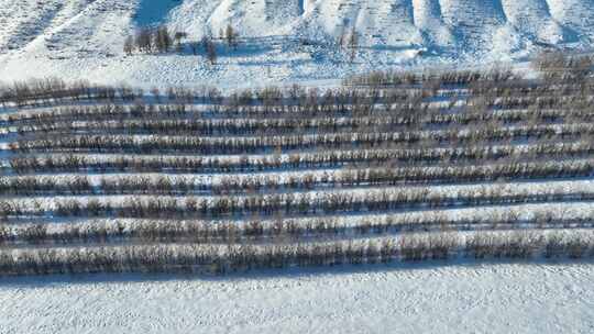 雪原人工林松林