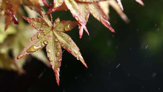 风雨中飘摇的枫树叶子写意视频