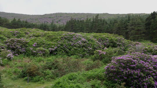 紫色野花覆盖山坡景观