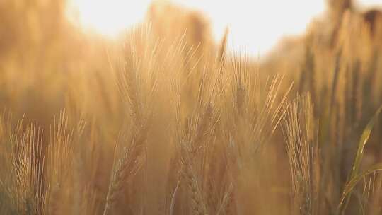 阳光下成熟的金黄色小麦