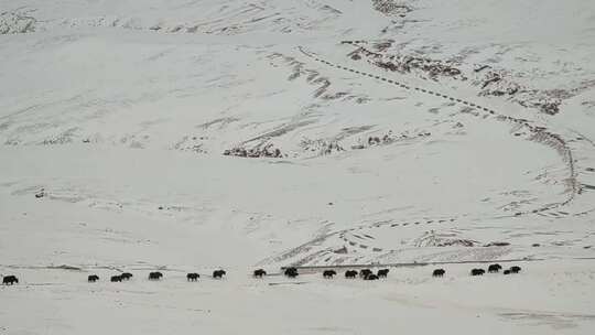 西藏拉萨那根拉山公路上转场的牦牛群
