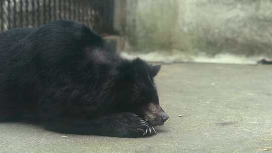 实拍动物园里的亚洲黑熊