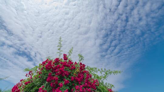 蓝天白云下的蔷薇花延时摄影