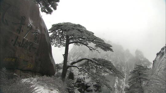 迎客松 雪景视频素材模板下载