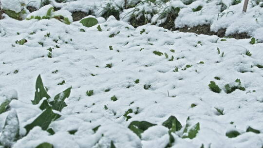 下雪落在蔬菜上慢镜头4K实拍空镜