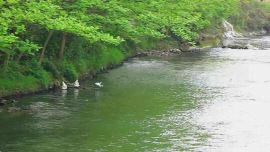 四川成都江安河绿道春天觅食的白鹭实拍片段