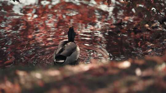 鸭子在枫叶的池塘游泳