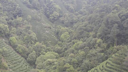 杭州西湖梅家坞茶园茶山